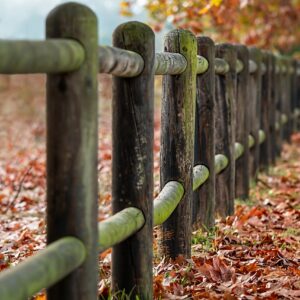 fence posts, autumn, leaves-2331414.jpg